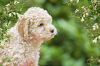 Lagotto Romagnolo puppy portrait