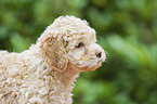 Lagotto Romagnolo puppy portrait