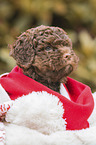 Lagotto Romagnolo puppy portrait