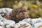 Lagotto Romagnolo puppy portrait