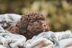 Lagotto Romagnolo puppy portrait