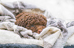 Lagotto Romagnolo puppy portrait