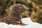 lying Lagotto Romagnolo puppy