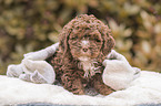Lagotto Romagnolo puppy