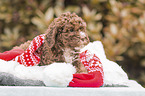Lagotto Romagnolo puppy
