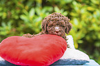 Lagotto Romagnolo puppy