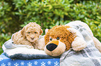 Lagotto Romagnolo puppy