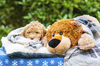 Lagotto Romagnolo puppy portrait