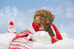 Lagotto Romagnolo puppy portrait