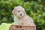 Lagotto Romagnolo Puppy in a basket