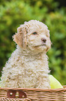 Lagotto Romagnolo Puppy in a basket
