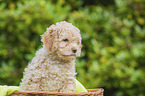 Lagotto Romagnolo Puppy in a basket
