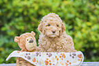 Lagotto Romagnolo Puppy in a basket