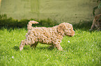 walking Lagotto Romagnolo Puppy