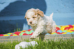 running Lagotto Romagnolo Puppy