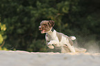 running Lagotto Romagnolo