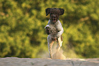 running Lagotto Romagnolo