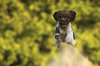 jumping Lagotto Romagnolo