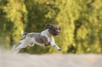 running Lagotto Romagnolo