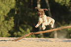 jumping Lagotto Romagnolo