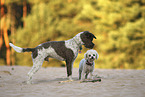 Lagotto Romagnolo and Bichon Frise