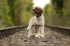 Lagotto Romagnolo