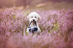 Lagotto Romagnolo Portrait