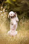 begging Lagotto Romagnolo