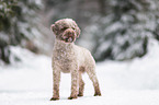 Lagotto Romagnolo