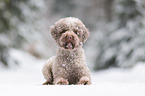 lying Lagotto Romagnolo