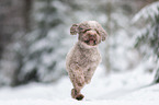 running Lagotto Romagnolo