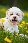 lying Lagotto Romagnolo