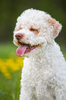Lagotto Romagnolo Portrait