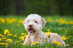 lying Lagotto Romagnolo