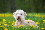 lying Lagotto Romagnolo