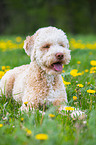 lying Lagotto Romagnolo