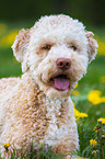 Lagotto Romagnolo Portrait