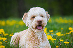 Lagotto Romagnolo Portrait