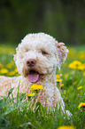 lying Lagotto Romagnolo