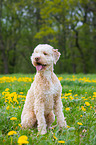 sitting Lagotto Romagnolo