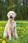 sitting Lagotto Romagnolo