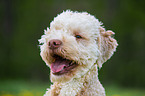 Lagotto Romagnolo Portrait