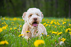 lying Lagotto Romagnolo