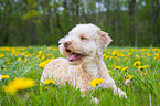 lying Lagotto Romagnolo