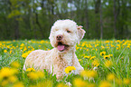 lying Lagotto Romagnolo