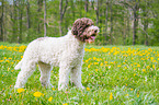 Lagotto Romagnolo