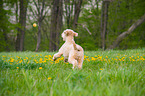 playing Lagotto Romagnolo