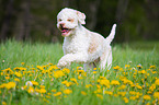 running Lagotto Romagnolo