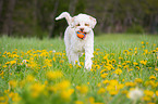 playing Lagotto Romagnolo