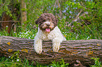 lying Lagotto Romagnolo